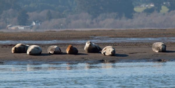 Bolinas