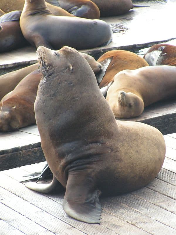 Seal Beach Pier